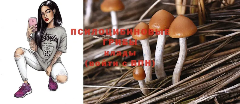 Псилоцибиновые грибы Psilocybine cubensis  наркотики  Западная Двина 